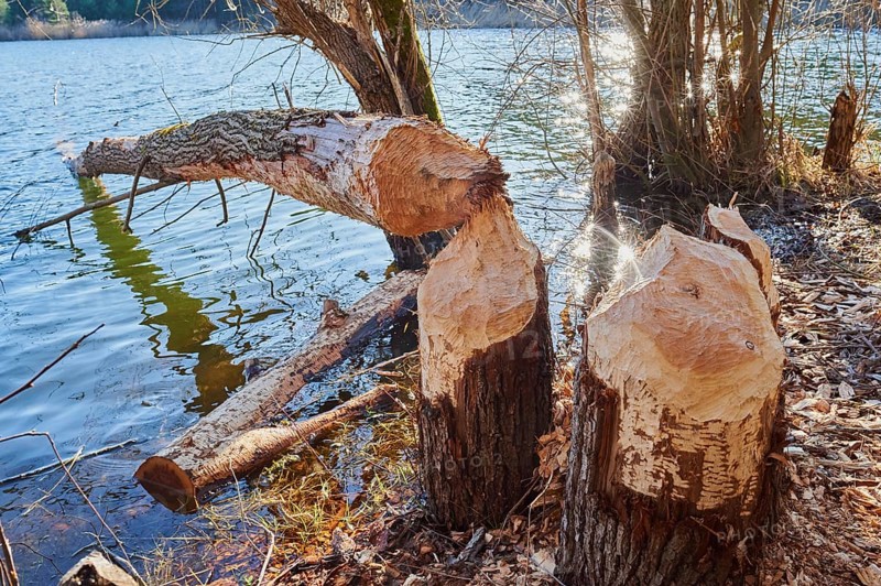 Beaver damage