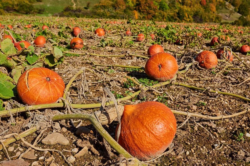 Ripe Red kuri squashes lying in a field