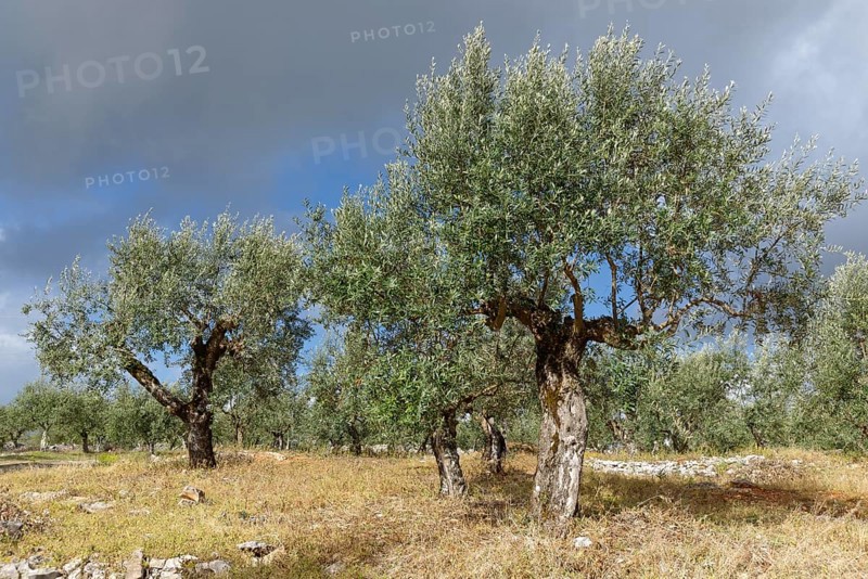 Olive trees (Olea europaea)