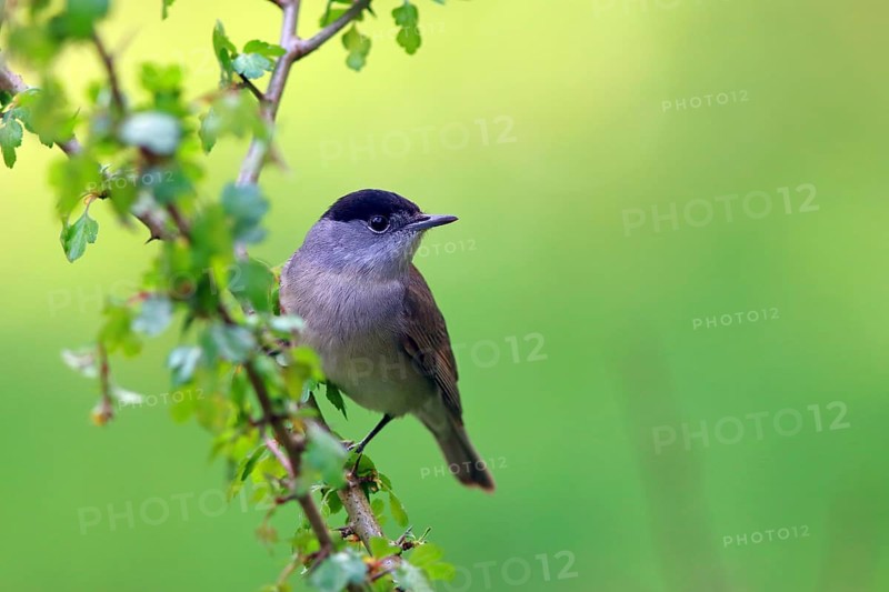 Blackcap (Sylvia atricapilla) male on a hawthorn branch
