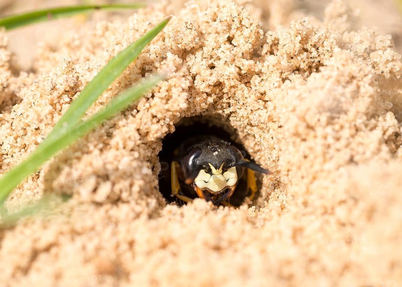 European European beewolf (Philanthus triangulum)