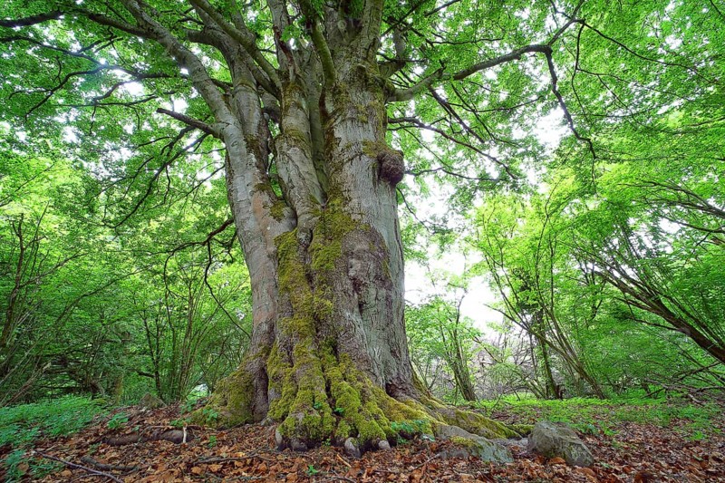Old gnarled beech (Fagus sylvatica)