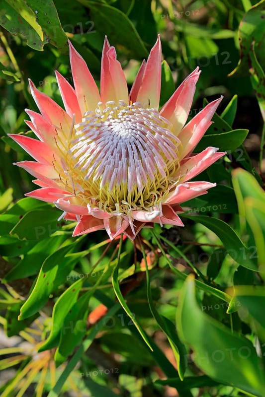 King Protea (Protea cynaroides)