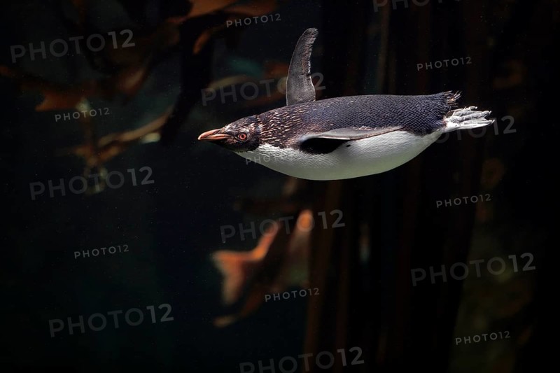 Northern Rockhopper Penguin (Eudyptes chrysocome)