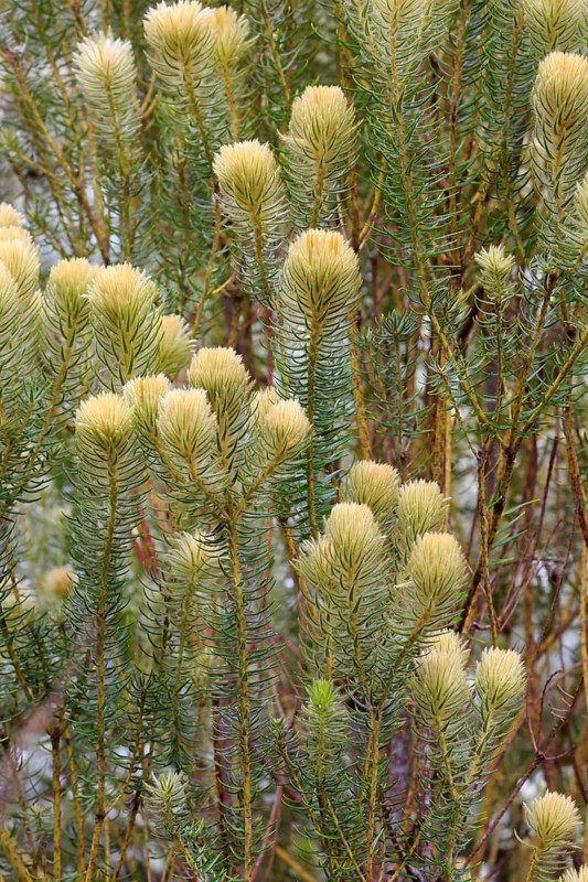Phylica (Phylica pubescens)