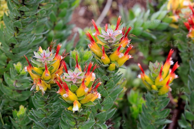 Protea (Mimetes hirtus)