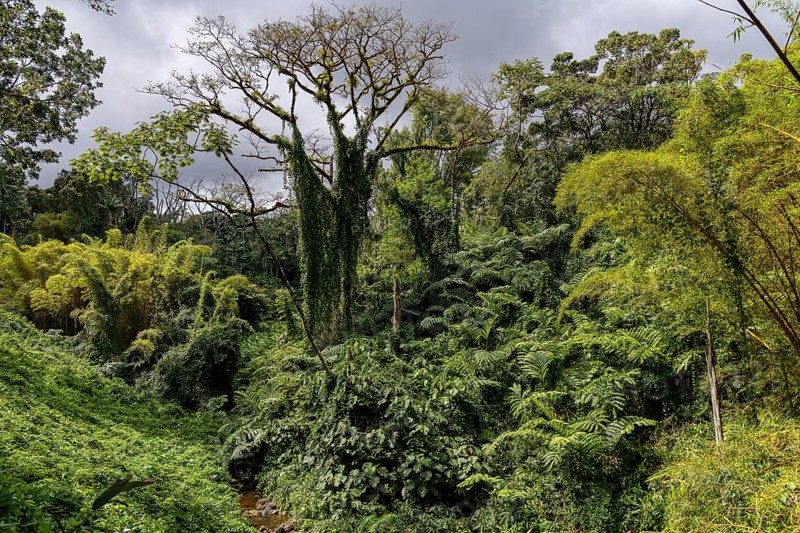 Rainforest with giant ferns