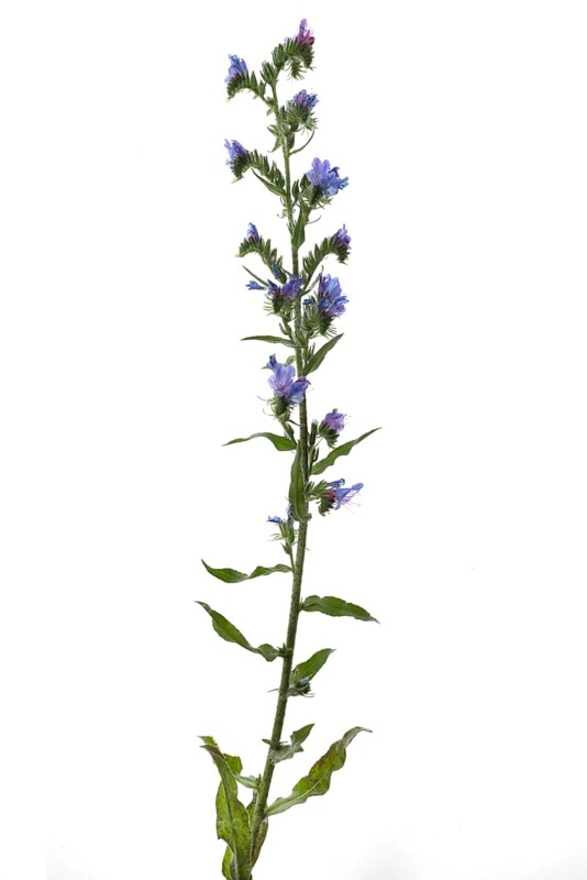Viper's bugloss (Echium vulgare) on white background