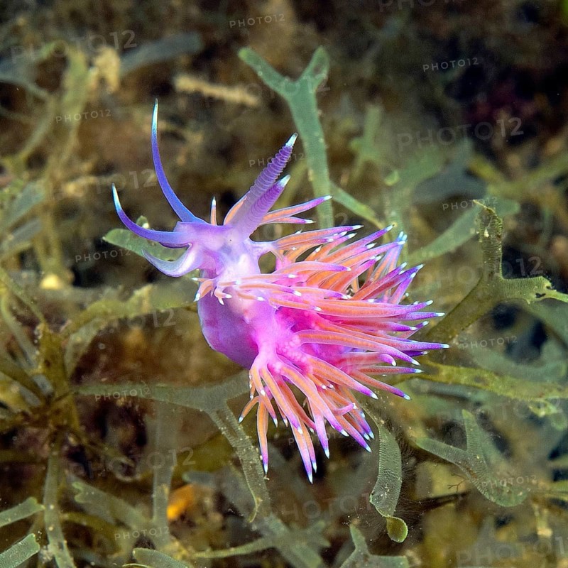 Coryphella pedata