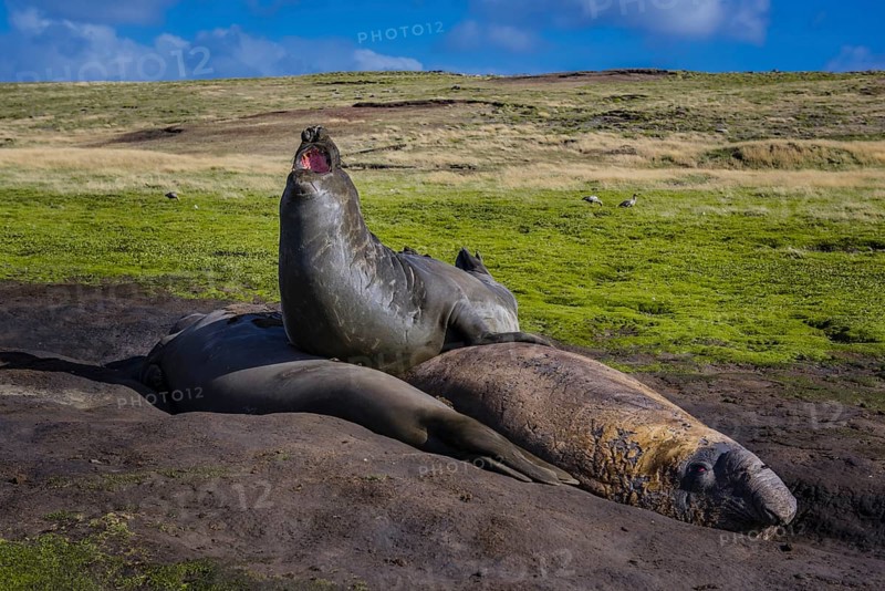 Southern elephant seal (Mirounga leonina)