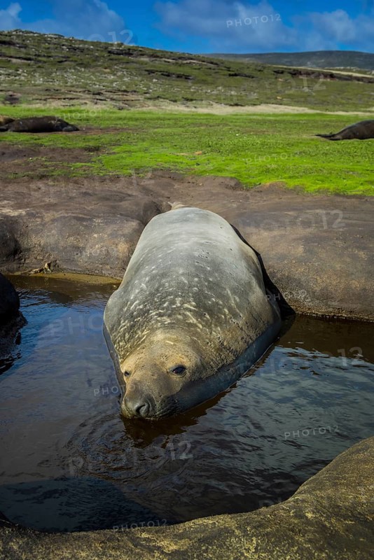 Southern elephant seal (Mirounga leonina)