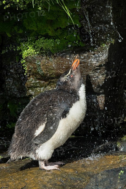 Rockhopper Penguin (Eudyptes chrysocome) cleans its plumage at a fresh water site