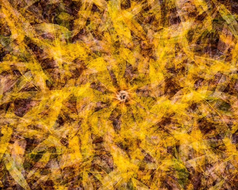 Autumn mosaic