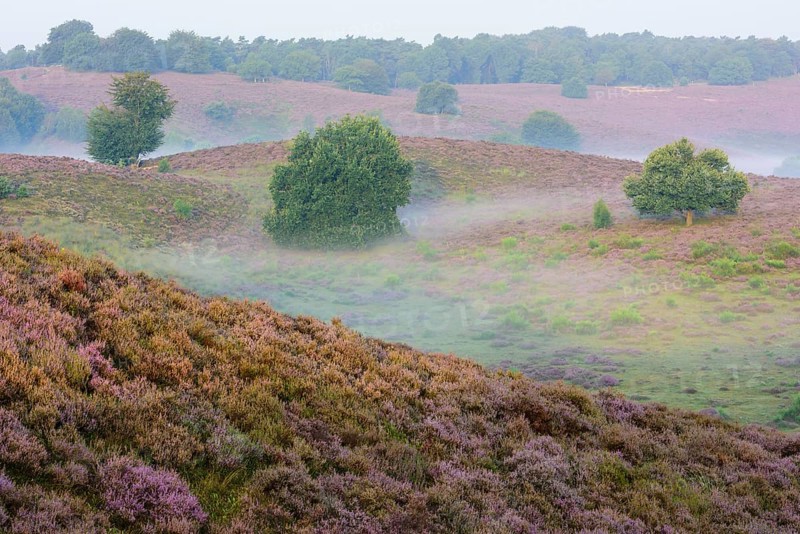 Oak in blooming heath with fog in the valleys