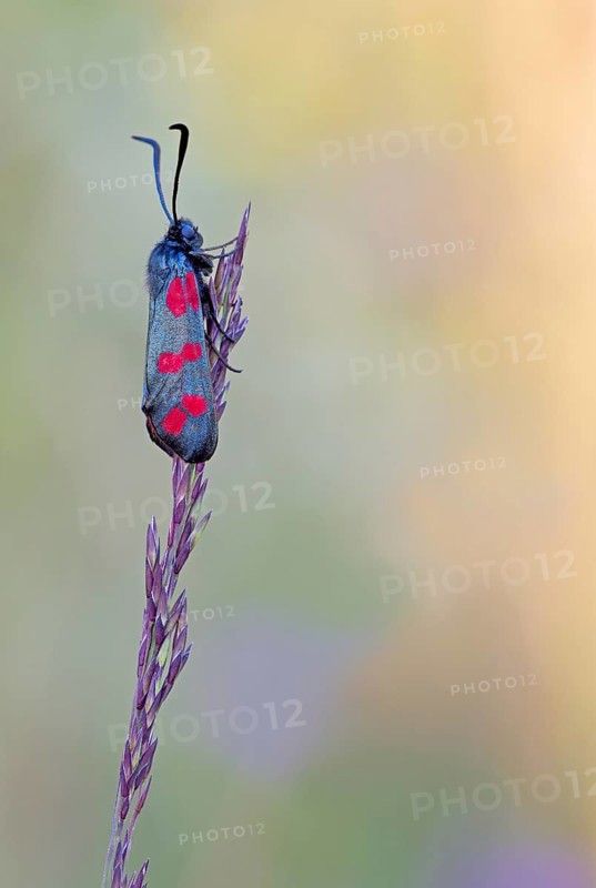Six-spot burnet (Zygaena filipendulae) sitting on an ear of grass in warm light