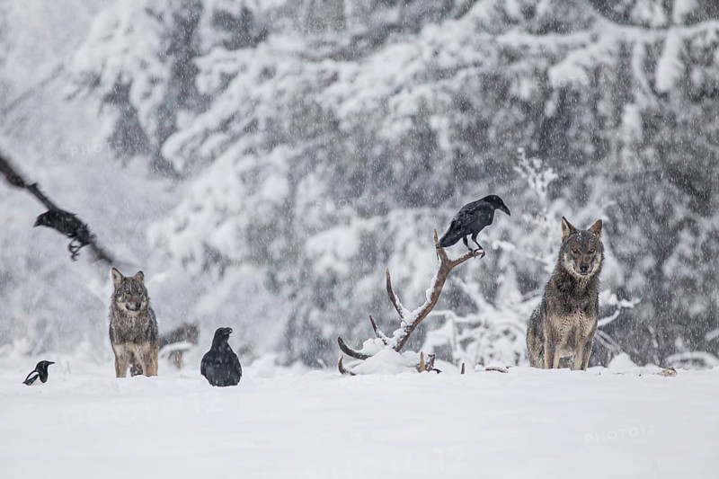 Pack of wolves (Canis lupus) observes ravens (Corvus corax) feeding on the carcass