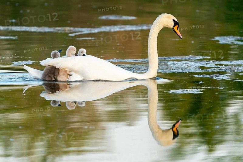 Mute swan (cygnus olor)