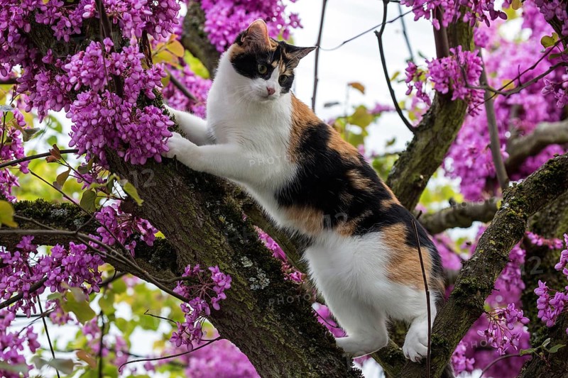 Cat (Felis catus)