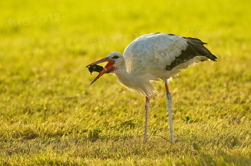 White stork (Ciconia ciconia) captures European mole (Talpa europaea)
