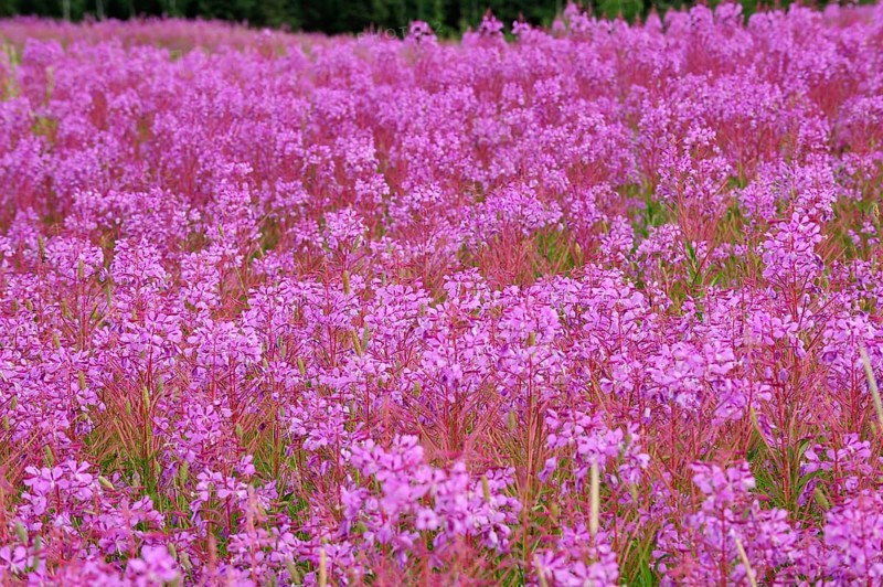 Blooming sally (Chamaenerion angustifolium)