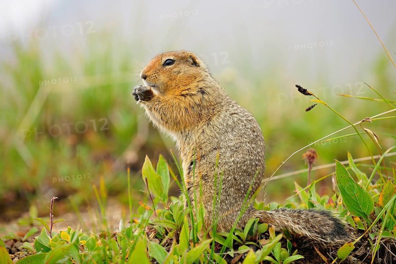 Arctic ground squirrel (Spermophilus parryii)