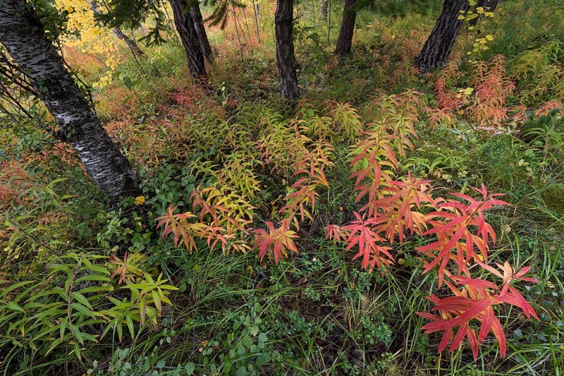 Forest floor in autumn