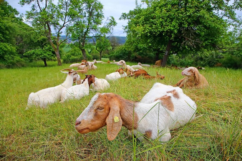Sheep and goats grazing on a meadow orchard