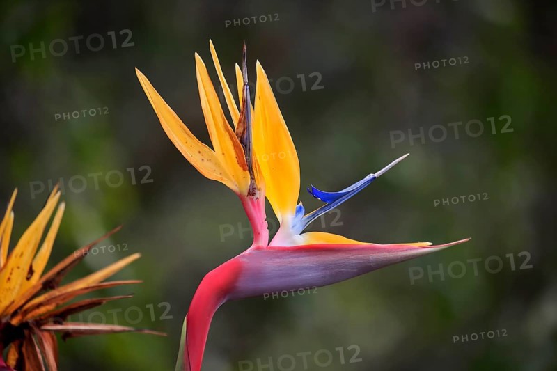 Rushes Bird of Paradise flower