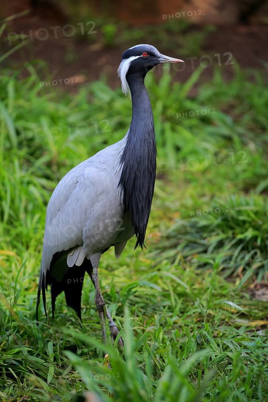 Demoiselle crane (Anthropoides virgo)