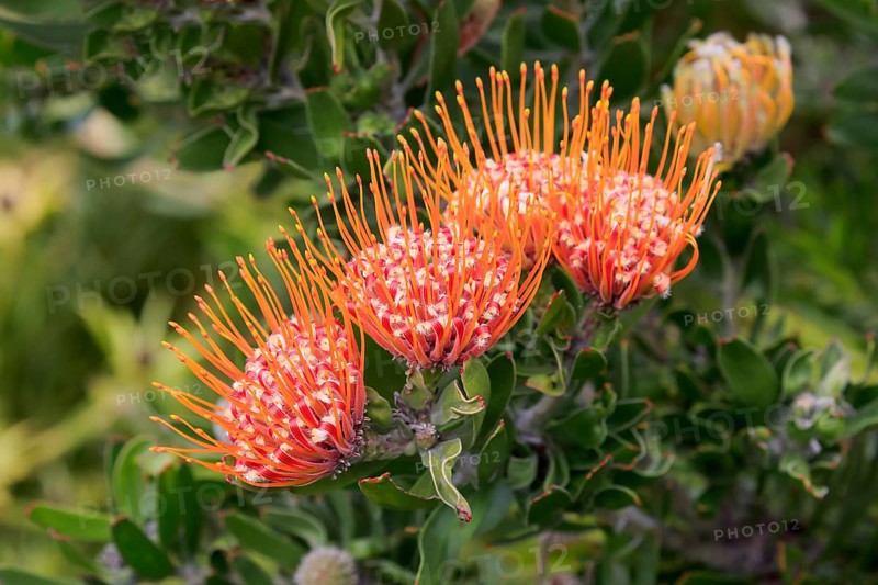 Pincushion protea