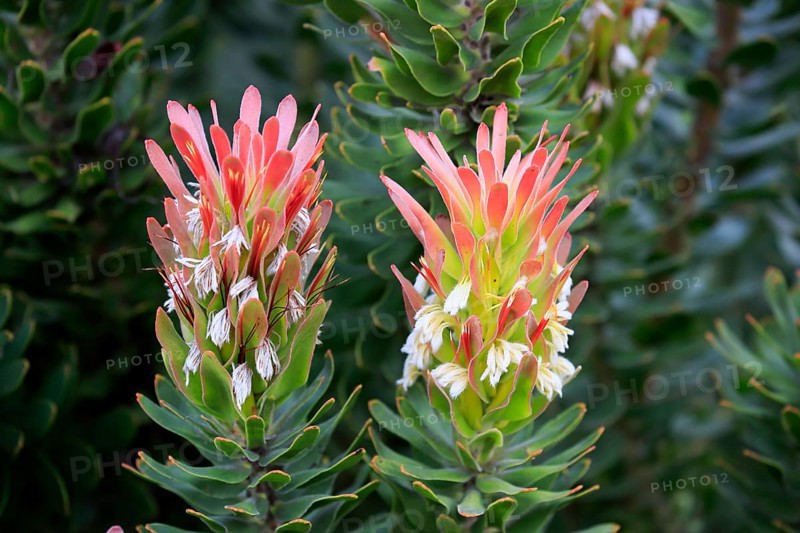 Protea