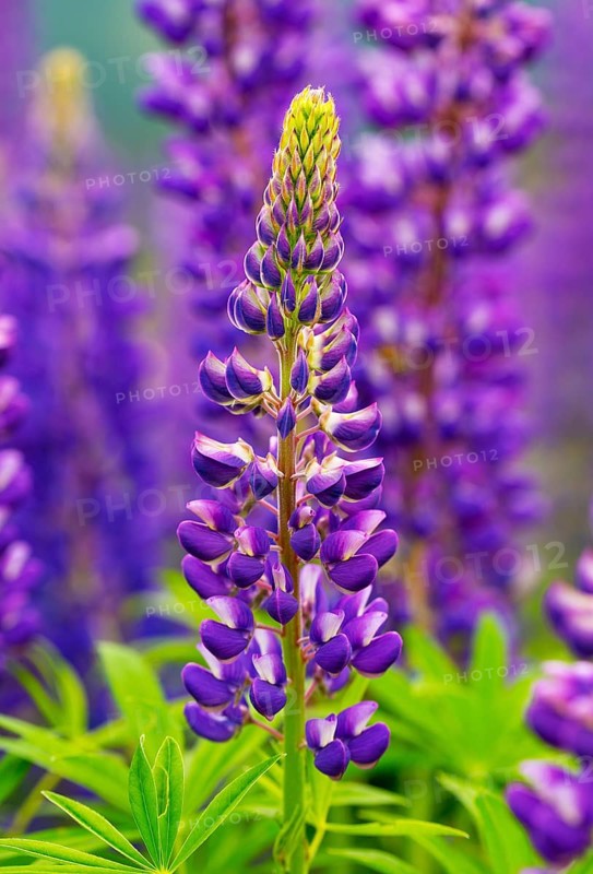 Lupines