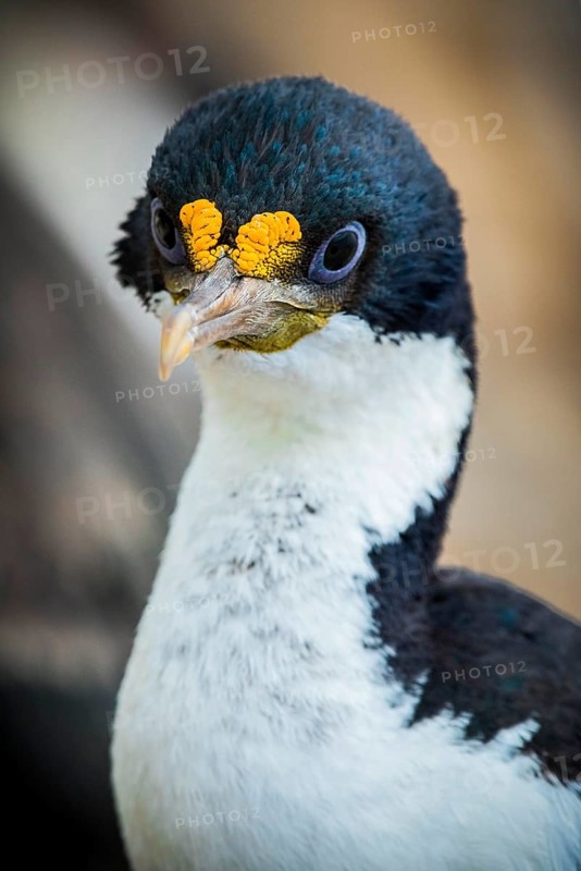 Imperial shag (Phalacrocorax atriceps)