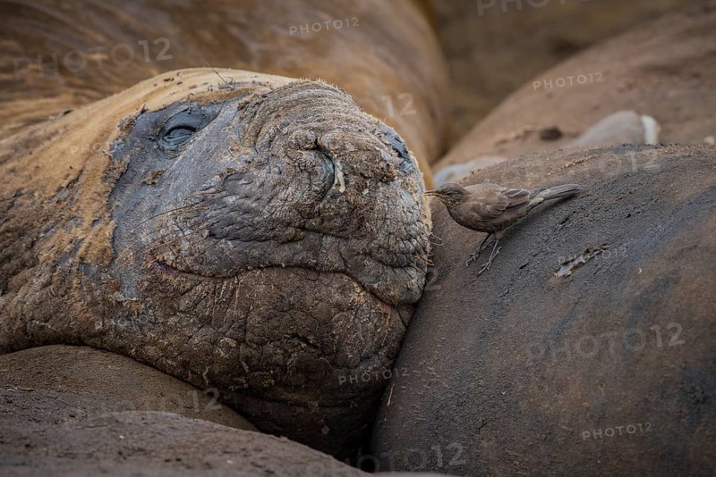 Southern elephant seal (Mirounga leonina) and Blackish Cinclodes