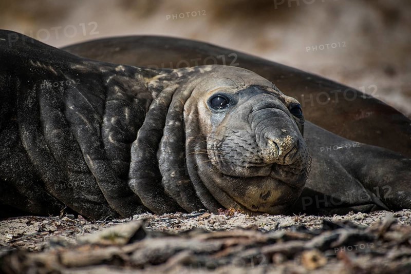 Southern elephant seal (Mirounga leonina)