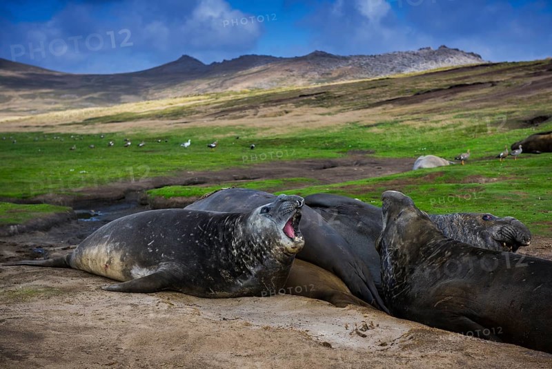 Southern elephant seals (Mirounga leonina)