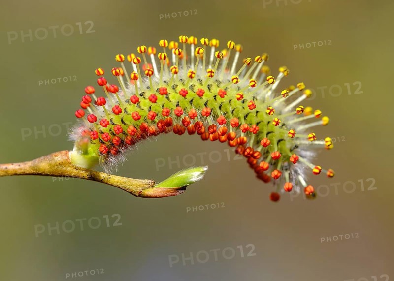 Male flower catkin of Purple willow (Salix purpurea)