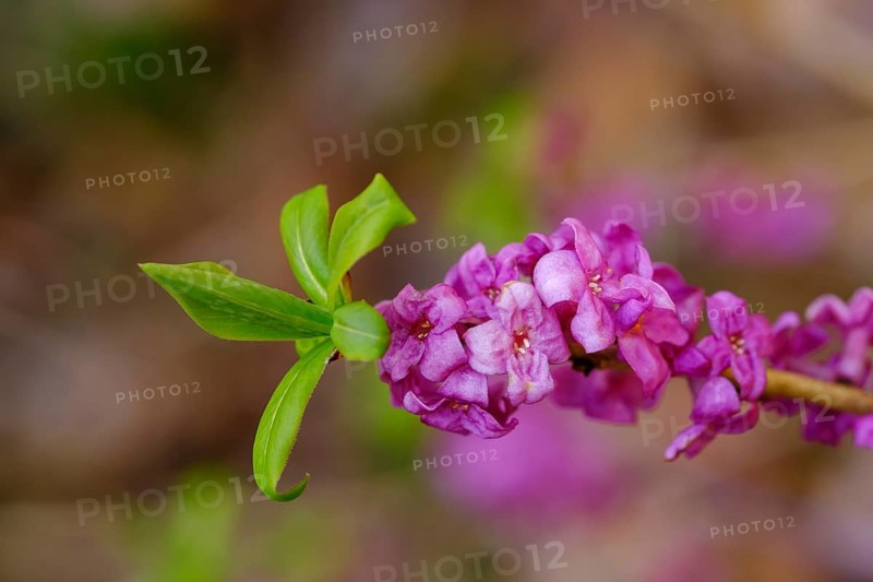 Genuine daphne (Daphne mezereum)