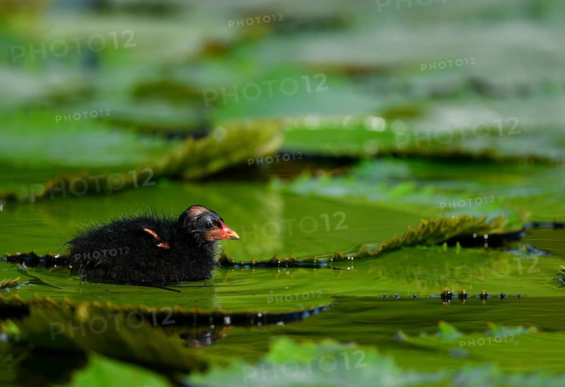 Common moorhen (Gallinula chloropus )
