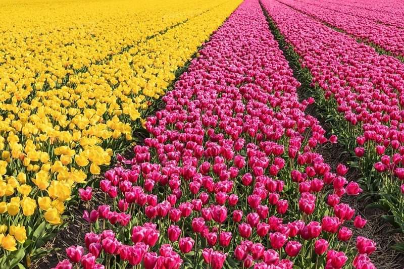 Tulip field near Lisse