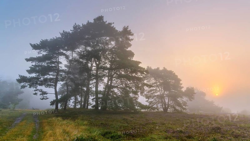 Pine (Pinaceae) at sunrise in the fog in the heath