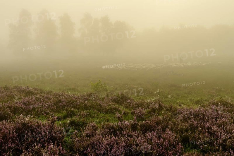 Shepherd with a flock of sheep in the heath at the Thuelsfeld dam at sunrise in the fog