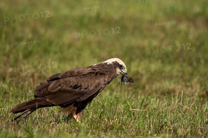 Western marsh-harrier (Circus aeruginosus ) Female with captive field mouse