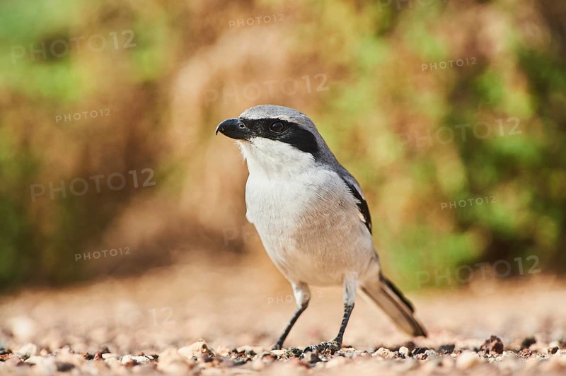 Great grey shrike (Lanius excubitor ) on the ground