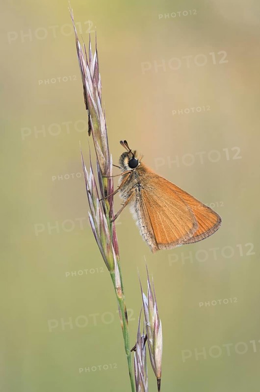 Brownheaded butterfly (Thymelicus sylvestris) sitting on an ear of grass