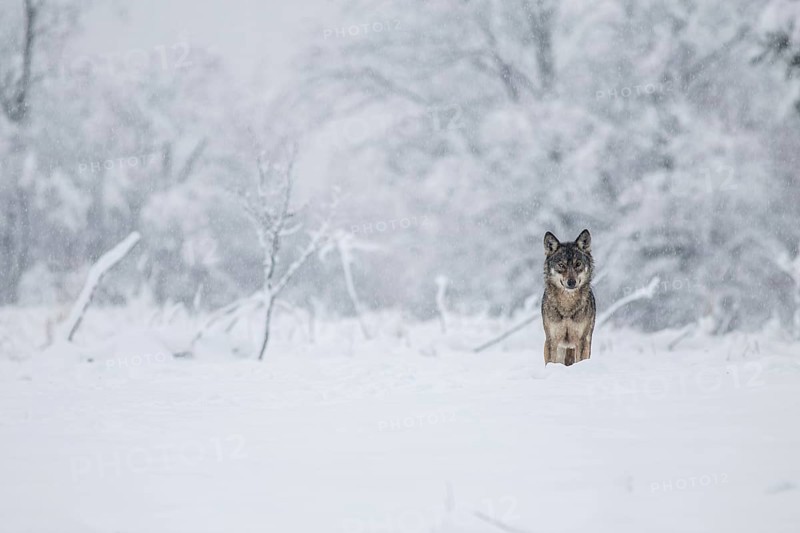 A wolf (Canis lupus) on a meadow in a winter setting