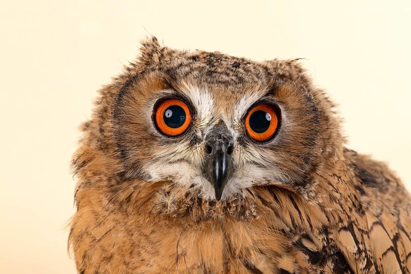 Bengal Eagle Owl