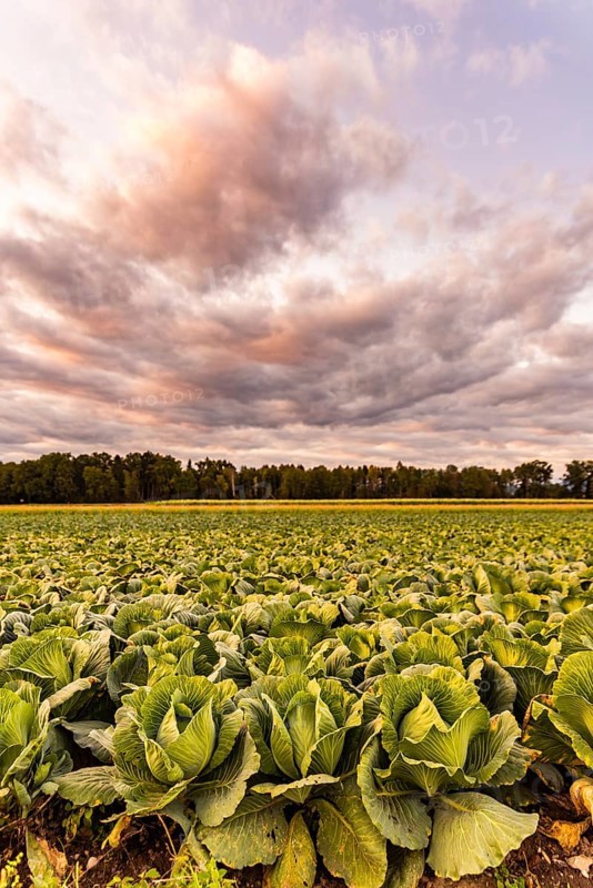 Kale heads on the field