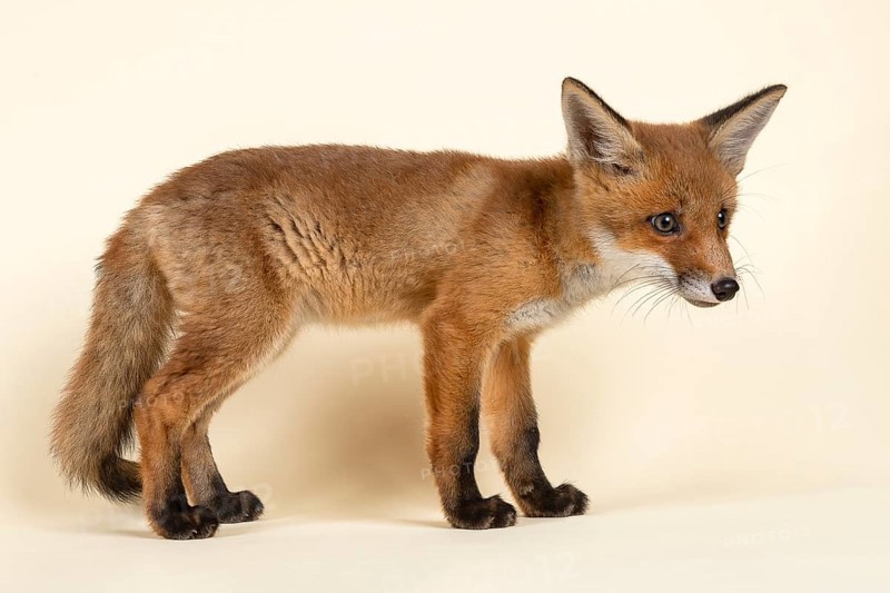 Red fox (Vulpes vulpes)