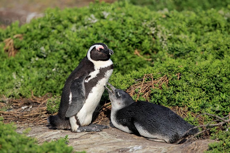 African penguin (Spheniscus demersus)
